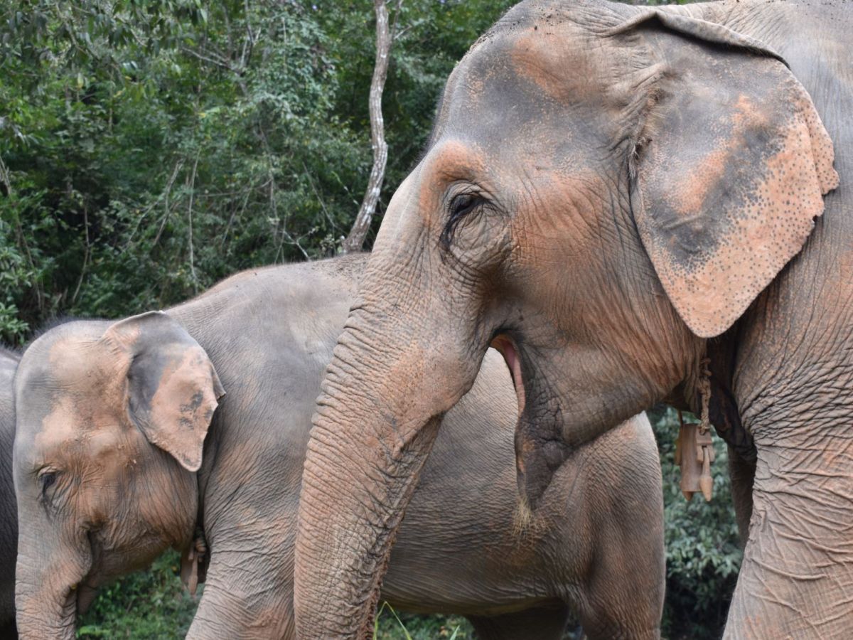 Responsible Tourism: Elephant Ethics in&nbsp;Thailand