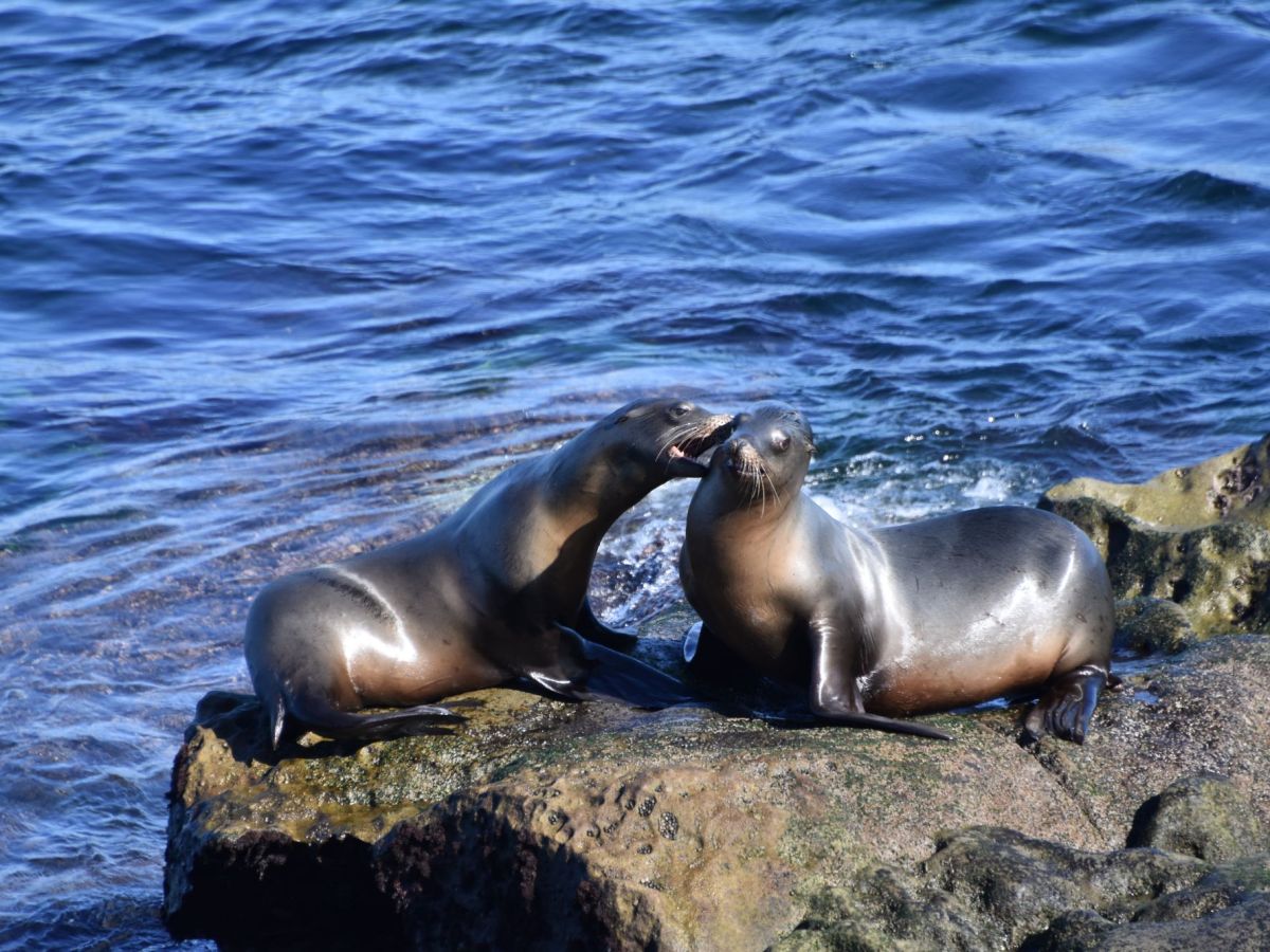 San Diego: California Dreaming in&nbsp;December
